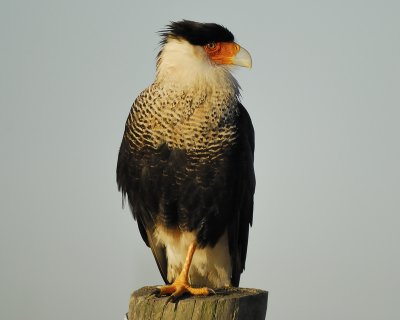 crested caracara BRD8868.jpg