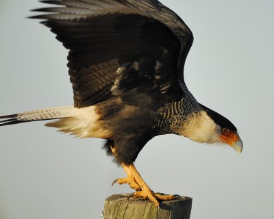 crested caracara BRD8873.jpg