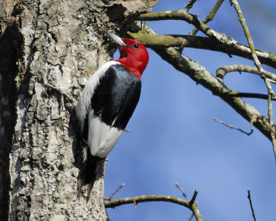 red-headed woodpecker BRD9141.jpg