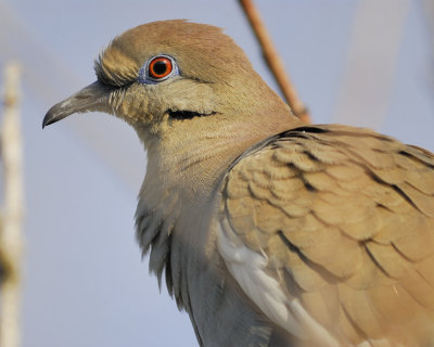 white-winged dove BRD0297.jpg