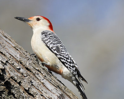 red-bellied woodpecker BRD9289.jpg