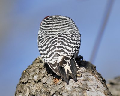 red-bellied woodpecker BRD9261.jpg