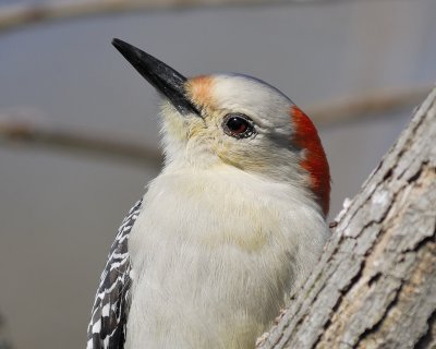 red-bellied woodpecker BRD0256.jpg