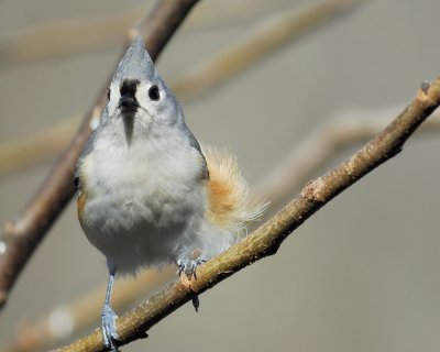 tufted titmouse BRD9357.jpg