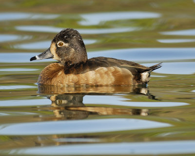 ring-necked duck BRD9551.jpg