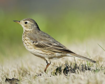 1490a_american_pipit