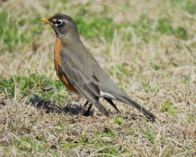 american robin BRD9937.jpg