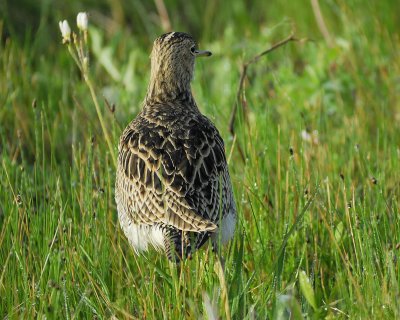 upland sandpiper BRD0748.jpg