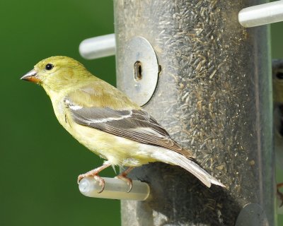 american goldfinch BRD1194.jpg