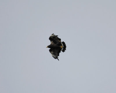 common black hawk BRD1454.jpg