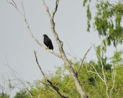 common black hawk BRD1442.jpg