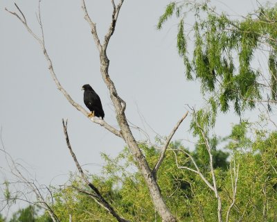 common black hawk BRD1441.jpg