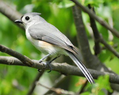 tufted titmouse BRD1655.jpg