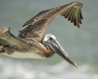 brown pelican BRD1826.jpg