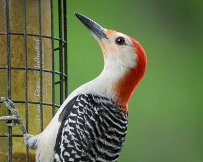 1430_woodpeckers