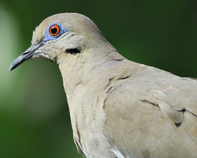 white-winged dove BRD1881.jpg