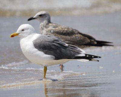 lesser black-backed gull BRD2237.jpg