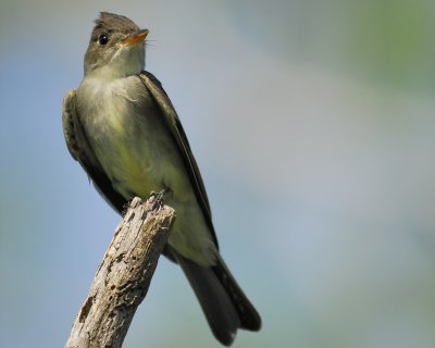 eastern wood pewee BRD2182.jpg