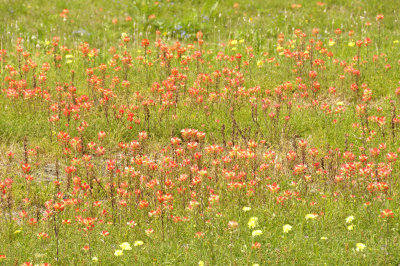 wildflowers DSC1656.jpg