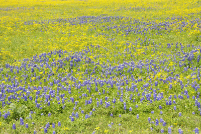 wildflowers DSC1664.jpg
