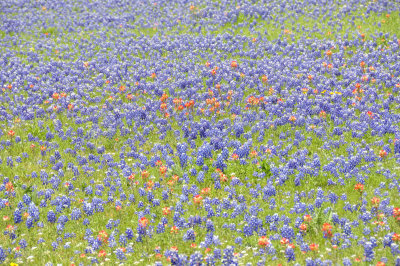 wildflowers DSC1674.jpg