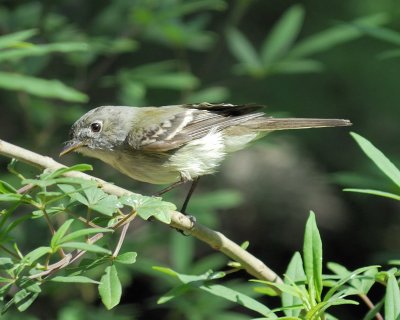 alder flycatcher BRD3481.jpg