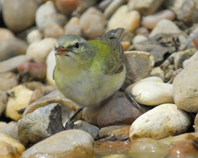 tennessee_warbler_BRD3821.jpg