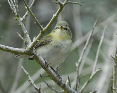 tennessee_warbler_BRD3822.jpg