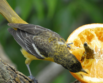 baltimore oriole BRD3983.jpg