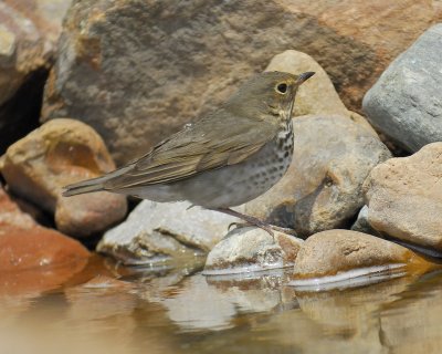 swainson's thrush BRD3714.jpg