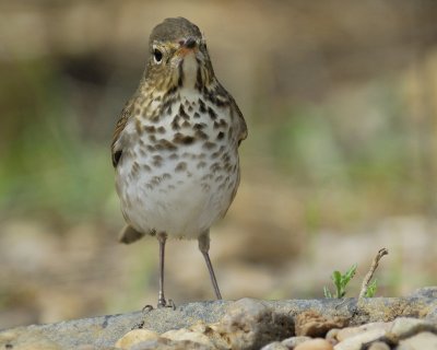 swainson's thrush BRD3866.jpg