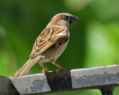 house sparrow BRD2624.jpg