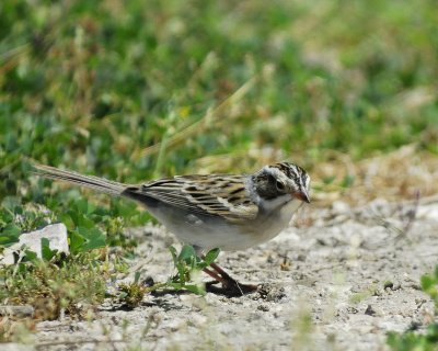 clay-colored sparrow BRD2968.jpg