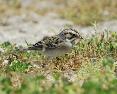 clay-colored sparrow BRD2975.jpg
