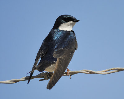 1470c_tree_swallow