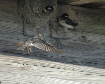 tree swallow BRD2710.jpg