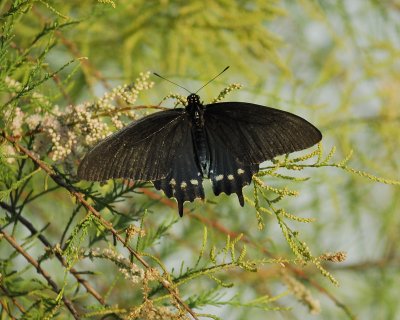 black swallowtail BRD3027.jpg
