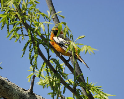 bullocks oriole BRD3329.jpg