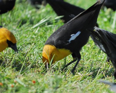 yellow-headed blackbird BRD3174.jpg