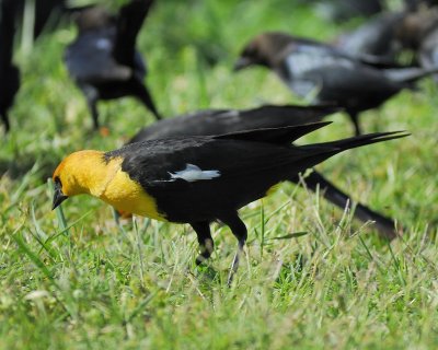 yellow-headed blackbird BRD3183.jpg