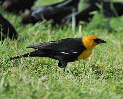 yellow-headed blackbird BRD3205.jpg