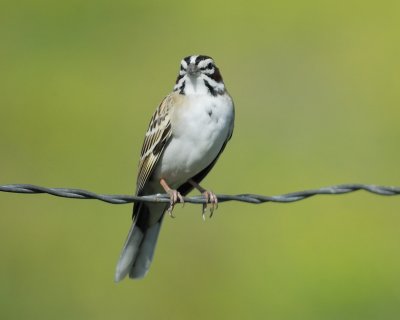 lark sparrow BRD3235.jpg
