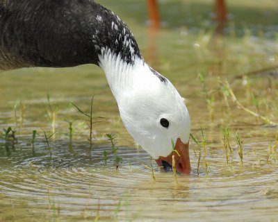 snow goose BRD6705.jpg