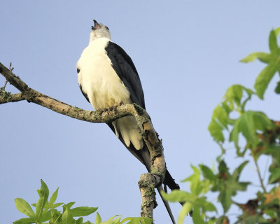 swallow-tailed kite BRD6593.jpg