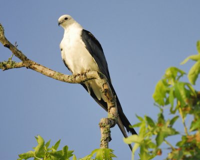 swallow-tailed kite BRD6601.jpg