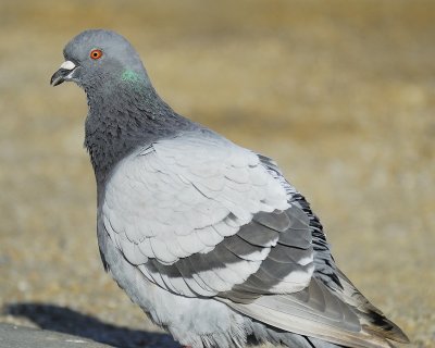 rock pigeon BRD4308.jpg