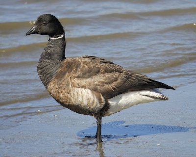 brant BRD4397.jpg