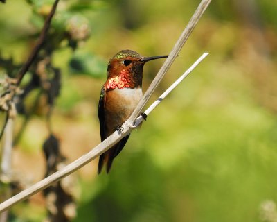 1390f_allens_hummingbird