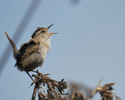 marsh_wren_BRD4440.jpg