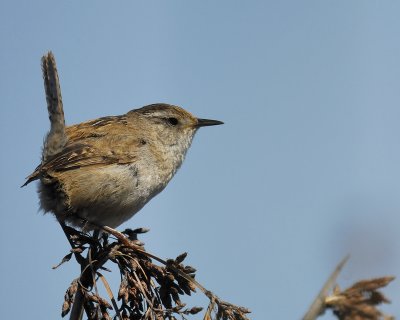 marsh_wren_BRD4446.jpg